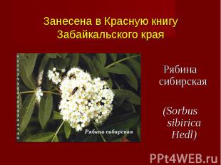 Рябина сибирская (Sorbus sibirica Hedl)