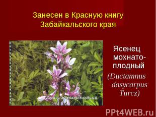 Ясенец мохнато-плодный (Ductamnus dasycarpus Turcz)