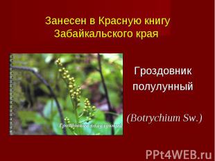 Гроздовник полулунный (Botrychium Sw.)
