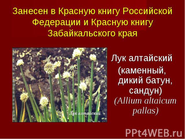 Лук алтайский (каменный, дикий батун, сандун) (Allium altaicum pallas)