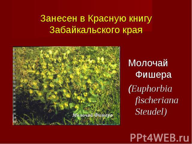 Молочай Фишера (Euphorbia fischeriana Steudel)