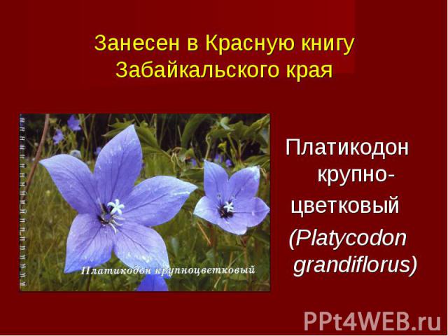 Платикодон крупно- цветковый (Platycodon grandiflorus)