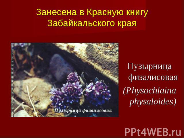 Пузырница физалисовая (Physochlaina physaloides)