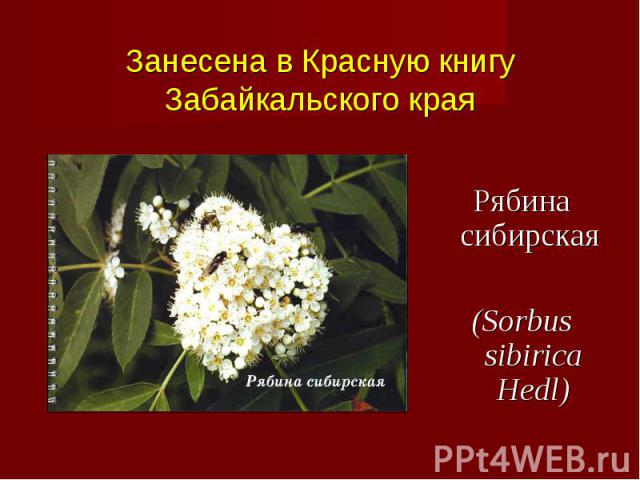 Рябина сибирская (Sorbus sibirica Hedl)