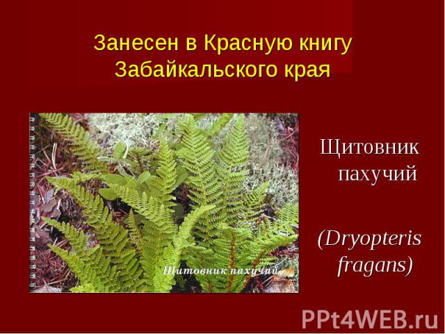 Щитовник пахучий (Dryopteris fragans)