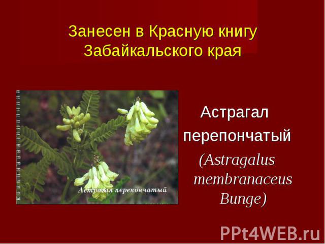 Астрагал перепончатый (Astragalus membranaceus Bunge)