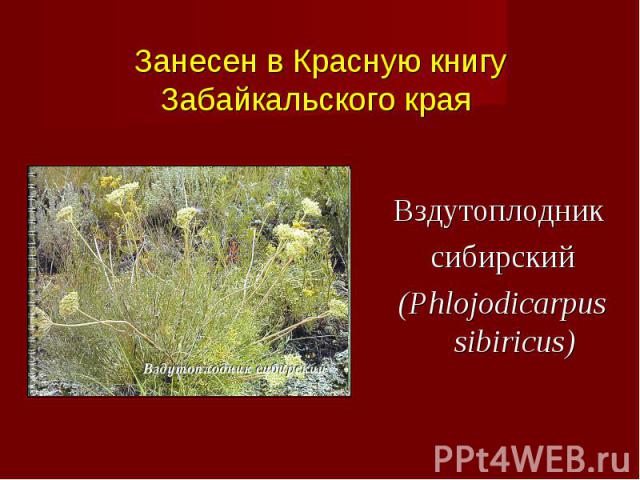 Вздутоплодник сибирский (Phlojodicarpus sibiricus)