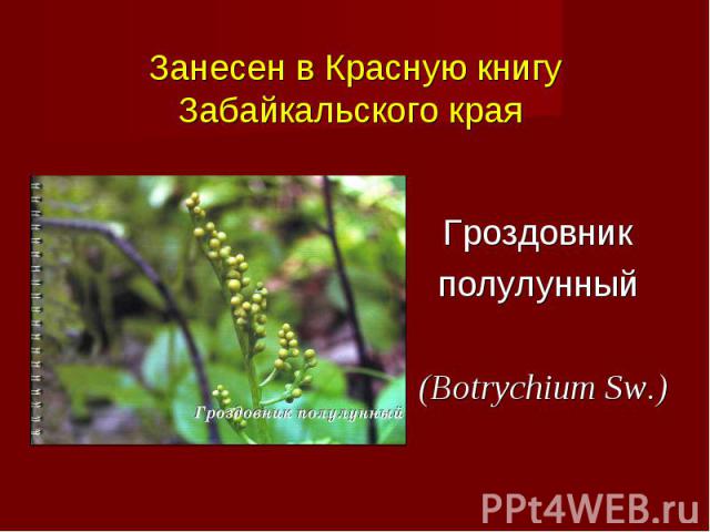 Гроздовник полулунный (Botrychium Sw.)