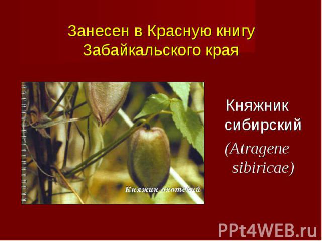 Княжник сибирский (Atragene sibiricae)
