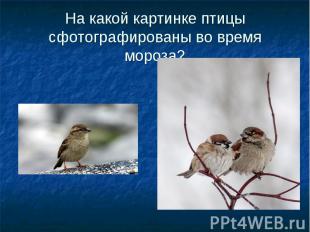 На какой картинке птицы сфотографированы во время мороза?