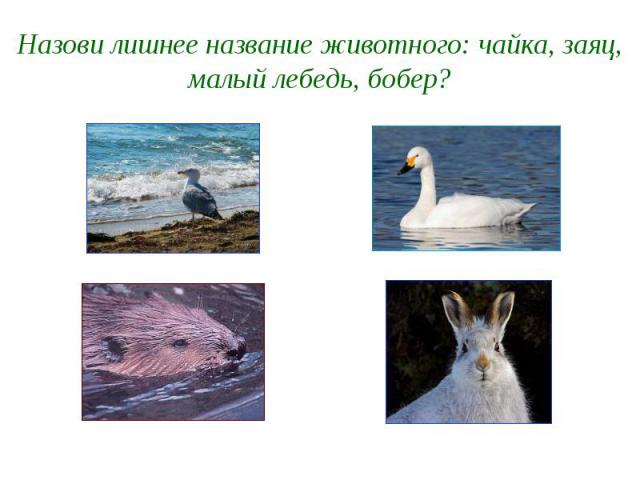 Назови лишнее название животного: чайка, заяц, малый лебедь, бобер?