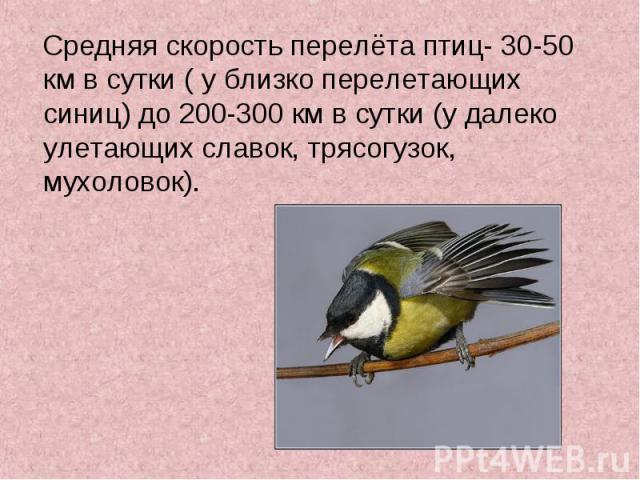 Средняя скорость перелёта птиц- 30-50 км в сутки ( у близко перелетающих синиц) до 200-300 км в сутки (у далеко улетающих славок, трясогузок, мухоловок). Средняя скорость перелёта птиц- 30-50 км в сутки ( у близко перелетающих синиц) до 200-300 км в…