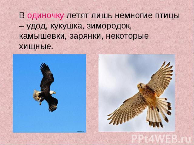 В одиночку летят лишь немногие птицы – удод, кукушка, зимородок, камышевки, зарянки, некоторые хищные. В одиночку летят лишь немногие птицы – удод, кукушка, зимородок, камышевки, зарянки, некоторые хищные.