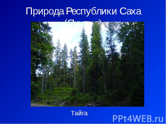 Природа Республики Саха (Якутия) Тайга