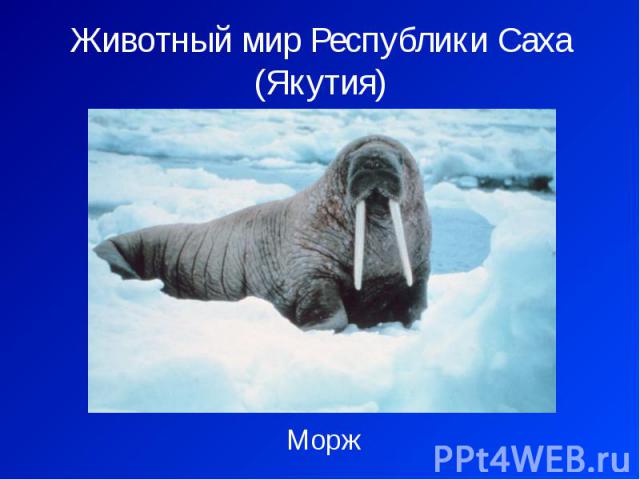 Животный мир Республики Саха (Якутия) Морж