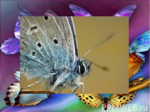 Самая маленькая ночная бабочка среди всех 165 000 известных нам видов чешуекрылы