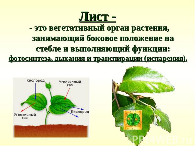 - это вегетативный орган растения, занимающий боковое положение на стебле и выполняющий функции: - это вегетативный орган растения, занимающий боковое положение на стебле и выполняющий функции: