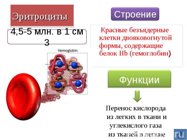 Красные безъядерные клетки двояковогнутой формы, содержащие белок Hb (гемоглобин) Красные безъядерные клетки двояковогнутой формы, содержащие белок Hb (гемоглобин)