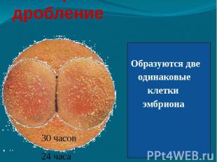 Первое дробление Образуются две одинаковые клетки эмбриона