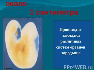 Длина зародыша около 1 сантиметра Происходит закладка различных систем органов з