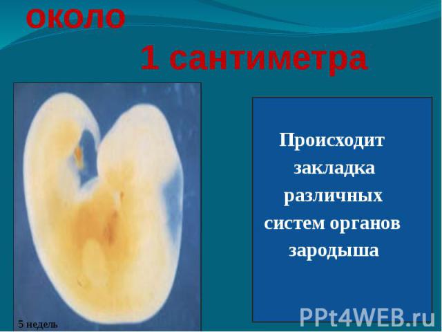 Длина зародыша около 1 сантиметра Происходит закладка различных систем органов зародыша