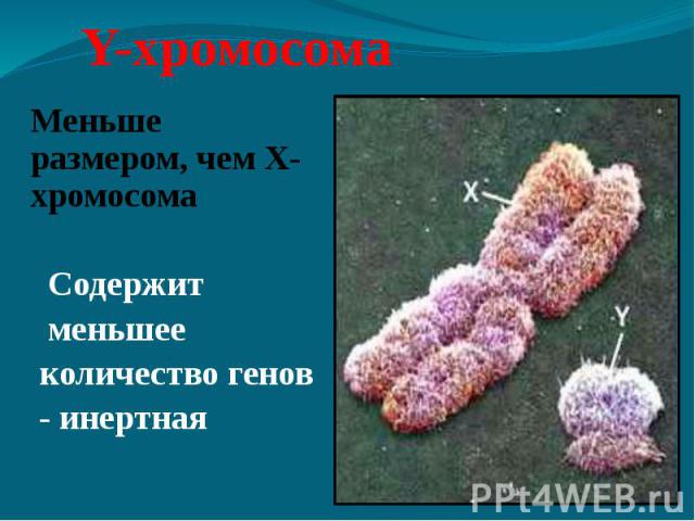 Y-хромосома Меньше размером, чем Х-хромосома Содержит меньшее количество генов - инертная