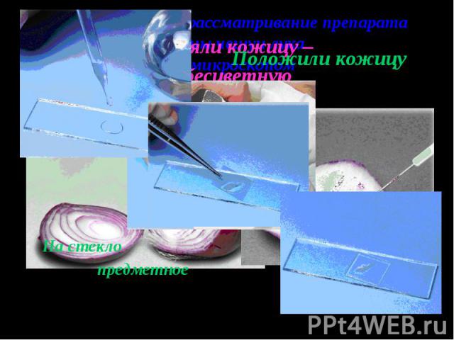 Приготовление и рассматривание препарата кожицы чешуи лука под микроскопом С лука сняли кожицу – Тонкую, бесцветную