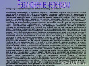 Это распространенный способ вегетативного размножения. Различают стеблевые и кор