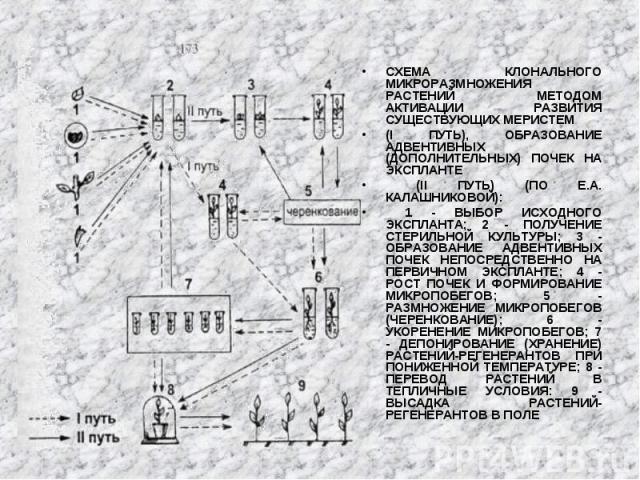 СХЕМА КЛОНАЛЬНОГО МИКРОРАЗМНОЖЕНИЯ РАСТЕНИЙ МЕТОДОМ АКТИВАЦИИ РАЗВИТИЯ СУЩЕСТВУЮЩИХ МЕРИСТЕМ СХЕМА КЛОНАЛЬНОГО МИКРОРАЗМНОЖЕНИЯ РАСТЕНИЙ МЕТОДОМ АКТИВАЦИИ РАЗВИТИЯ СУЩЕСТВУЮЩИХ МЕРИСТЕМ (I ПУТЬ), ОБРАЗОВАНИЕ АДВЕНТИВНЫХ (ДОПОЛНИТЕЛЬНЫХ) ПОЧЕК НА ЭКС…