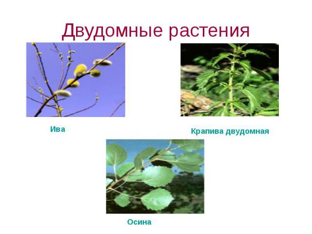 Двудомные растения