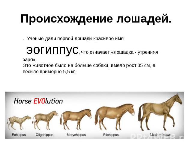 Происхождение лошадей.