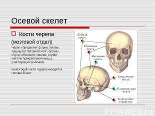 Кости черепа Кости черепа (мозговой отдел)