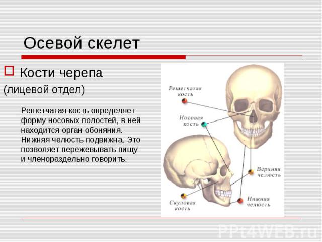 Кости черепа Кости черепа (лицевой отдел)