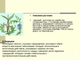 Описание растения Описание растения Цикорий - растение из семейства сложноцветны