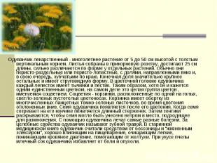Одуванчик лекарственный - многолетнее растение от 5 до 50 см высотой с толстым в