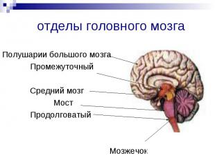 Полушарии большого мозга Промежуточный Средний мозг Мост Продолговатый Мозжечок
