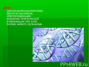 ДНК - (дезоксирибонуклеиновая кислота) молекула, обеспечивающая хранение генетич