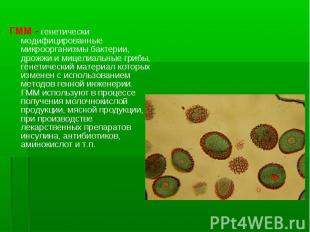 ГММ - генетически модифицированные микроорганизмы бактерии, дрожжи и мицелиальны