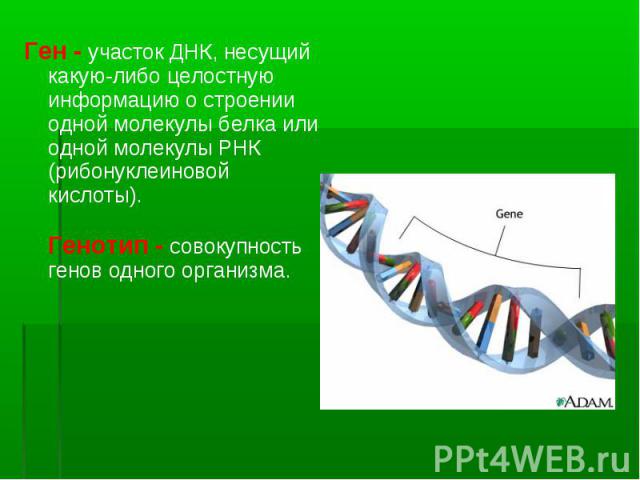 Ген - участок ДНК, несущий какую-либо целостную информацию о строении одной молекулы белка или одной молекулы РНК (рибонуклеиновой кислоты). Генотип - совокупность генов одного организма. Ген - участок ДНК, несущий какую-либо целостную информацию о …