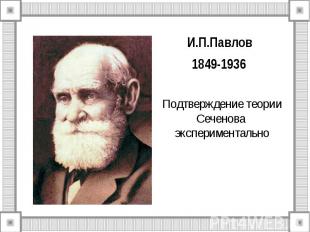И.П.Павлов 1849-1936 Подтверждение теории Сеченова экспериментально