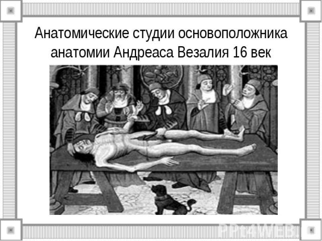 Анатомические студии основоположника анатомии Андреаса Везалия 16 век