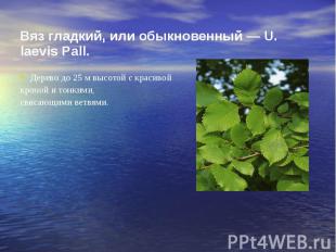 Вяз гладкий, или обыкновенный — U. laevis Pall. Дерево до 25 м высотой с красиво