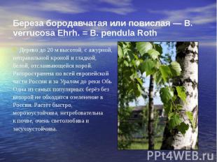 Береза бородавчатая или повислая — В. verrucosa Ehrh. = В. pendula Roth Дерево д