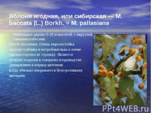 Яблоня ягодная, или сибирская — М. baccata (L.) Borkh. = М. pallasiana Небольшое