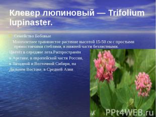 Клевер люпиновый — Trifolium lupinaster. Семейство Бобовые Многолетнее травянист