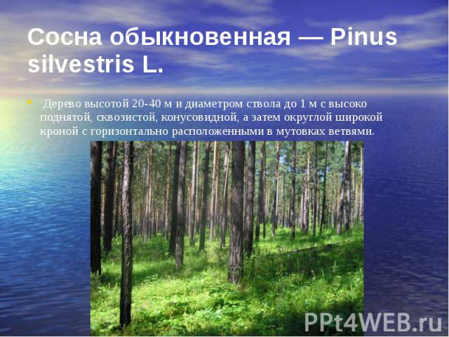 Сосна обыкновенная — Pinus silvestris L. Дерево высотой 20-40 м и диаметром ствола до 1 м с высоко поднятой, сквозистой, конусовидной, а затем округлой широкой кроной с горизонтально расположенными в мутовках ветвями.
