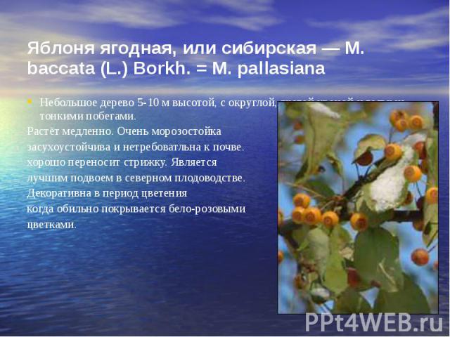 Яблоня ягодная, или сибирская — М. baccata (L.) Borkh. = М. pallasiana Небольшое дерево 5-10 м высотой, с округлой, густой кроной и голыми, тонкими побегами. Растёт медленно. Очень морозостойка засухоустойчива и нетребоватльна к почве. хорошо перено…