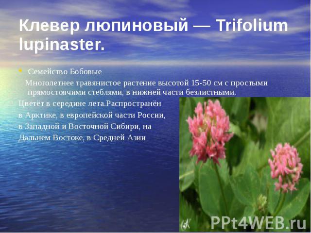Клевер люпиновый — Trifolium lupinaster. Семейство Бобовые Многолетнее травянистое растение высотой 15-50 см с простыми прямостоячими стеблями, в нижней части безлистными. Цветёт в середине лета.Распространён в Арктике, в европейской части России, в…