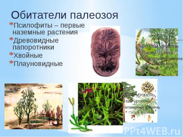 Псилофиты – первые наземные растения Псилофиты – первые наземные растения Древовидные папоротники Хвойные Плауновидные