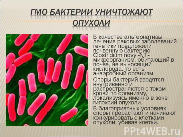 В качестве альтернативы лечения раковых заболеваний генетики предложили почвенную бактерию Сlostridium novyi-NT-микроорганизм, обитающий в почве, не выносящий кислорода, то есть анаэробный организм. В качестве альтернативы лечения раковых заболевани…